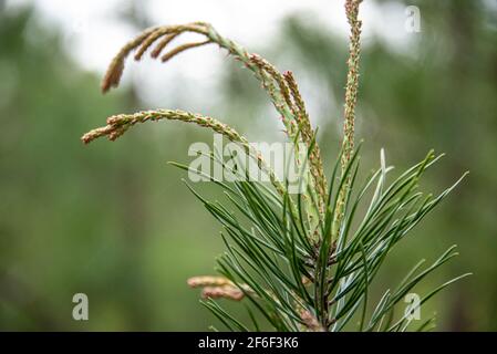 Pine tree candles close-up at Songbird Habitat and Woodland Trail in Stone Mountain Park near Atlanta, Georgia. (USA) Stock Photo