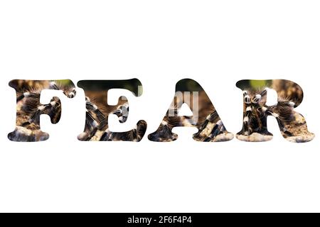 Word fear made from spiders clouds isolated on white background Stock Photo