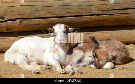 Young goats on the farm. Stock Photo