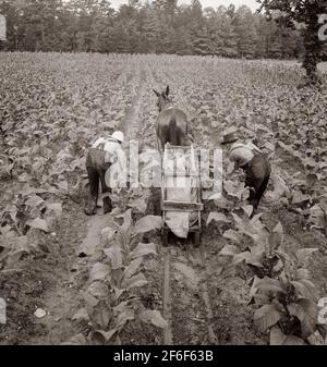 Tobacco field in early morning where white sharecropper and wage laborer  are priming tobacco. Shoofly, North Carolina. 1939. Photograph by Dorothea  Lange Stock Photo