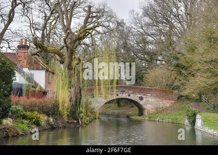 The willow tree is starting to turn greet on an early spring day by the Barley Mow bridge along the Basingstoke Canal at Dogmersfield in Hampshire Stock Photo