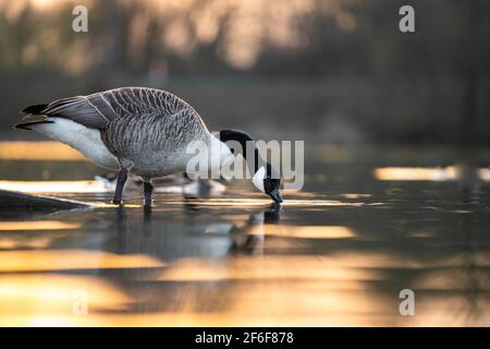 Beautiful Canadian Goose drinking from lake at sunset during golden hour sunshine sun light shining reflecting on river water at nature reserve Stock Photo