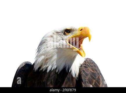 Portrait of a Bald Eagle (Haliaeetus Leucocephalus) isolated on a white background. Stock Photo