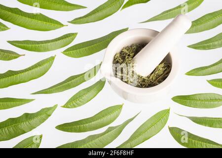 fresh lemon verbena leaves isolated on white - Aloysia citrodora Stock Photo