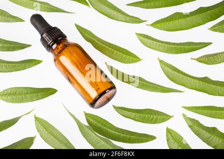 Lemon Verbena essential oil and leaves. Aloysia citrodora Stock Photo
