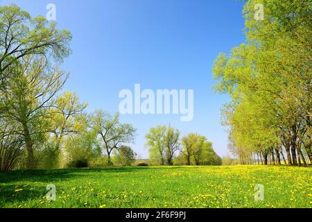 Trees on meadow with dandelions. Spring rural landscape. Stock Photo