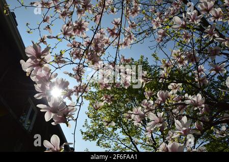 Magnolia blossom tree in Spring Stock Photo