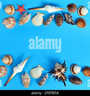 Tropical conch shells with starfish isolated on blue background. Sea life Stock Photo