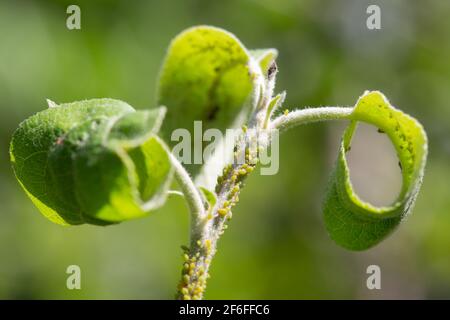 Ant and aphids on young stem of apple tree. Macro photo. Stock Photo