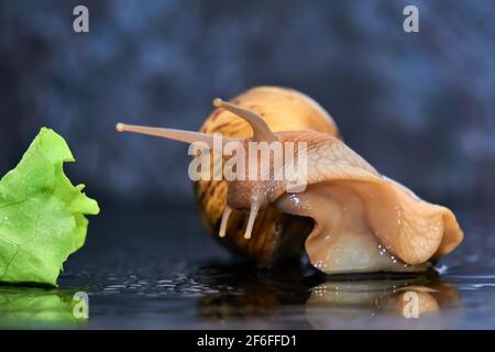 live snail reaching for a green leaf of lettuce close-up on a dark background Stock Photo