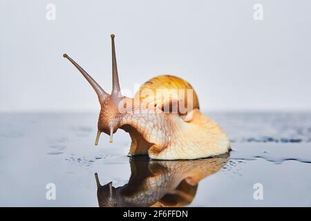 live snail looks at its reflection on a smooth black surface against a light background Stock Photo