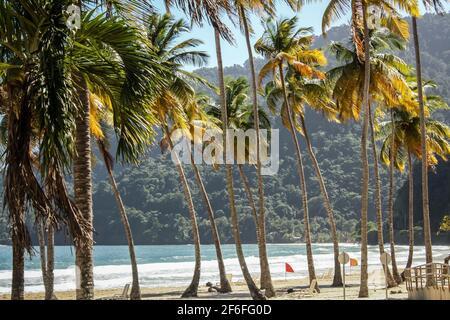 A row of palm trees line sandy Maracas beach in Trinidad and Tobago, December. Stock Photo