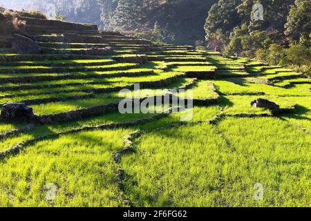 Beautiful terraced rice field, green rice field or paddy field in Nepal, asian rice, Oryza sativa Stock Photo