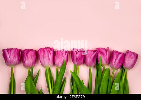 Pink tulips flowers on a pink background. Concept - congratulations on international women's day, birthday, happy mom's day, pleasant surprise, spring Stock Photo