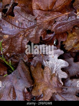 Old, autumn oak leaves decay on the forest floor Stock Photo