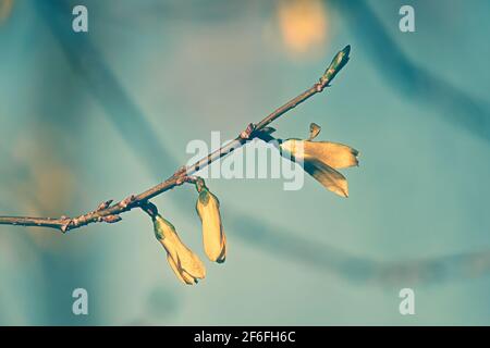 Bright yellow Forsythia flowers in early spring. Stock Photo