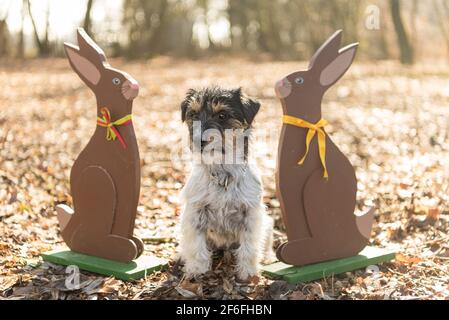 Small crazy easter dog sits outdoor in natur in the forest with wooden Easter bunnies.  Cool rough-haired Jack Russell Terrier hound Stock Photo