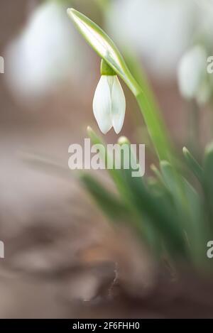 snowdrop flowers in early spring photographed in fine art Stock Photo