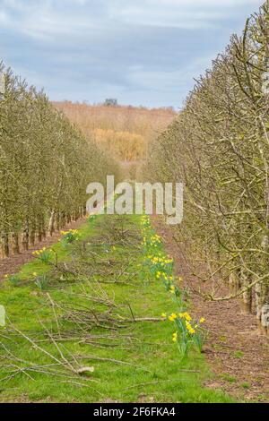 Avenues of pruned apple trees lined with spring Daffodils, Herefordshire UK. March 2021 Stock Photo