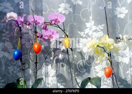 Hanging Easter eggs on houseplant Phalaenopsis orchid on windowsill Phalaenopsis window Stock Photo
