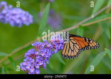 Monarch butterfly feeding on a butterfly bush Stock Photo