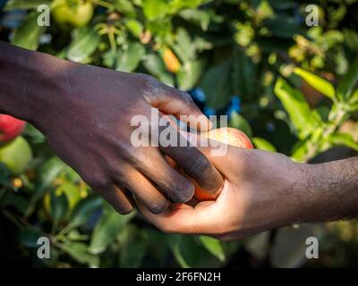 Different breed farmers hand working together to pick red apple Stock Photo