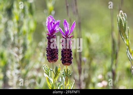 Lavandula stoechas, Spanish lavender or topped lavender or French lavender,flowering plant in the family Lamiaceae,native of Mediterranean countries,i Stock Photo