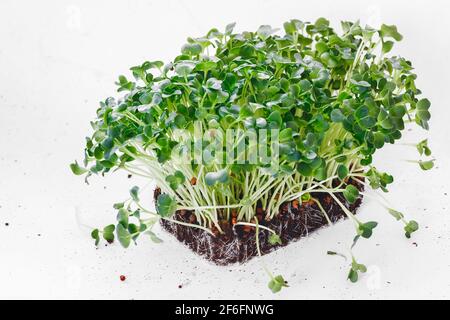 Organic Sprouted Daikon Radish With Seeds And Roots.  Seed germination at home. Vegan and healthy eating concept. Macro, selective focus Stock Photo