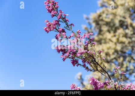 Erica Australis, Blonde heather bush covered with flowers. Erica australis, the Spanish heath or Spanish tree heath, is a species of flowering plant i Stock Photo