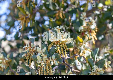 Flowers of an evergreen oak, Quercus ilex Stock Photo