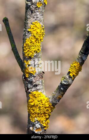 Yellow lichen on branch Stock Photo