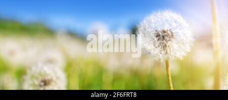 Meadow with lots dandelions in sunny day. Stock Photo