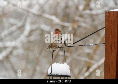 House Finches sitting on top of snow covered feeder Stock Photo