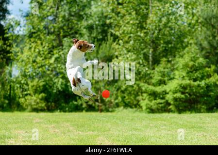 Active dog jumping to catch ball exercising at backyard lawn on sunny summer day Stock Photo