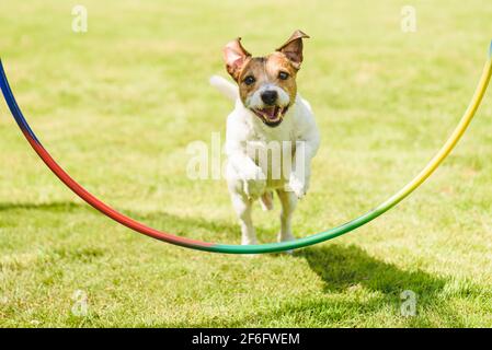 Happy dog having workout practise and obedience training outdoor on sunny summer day Stock Photo