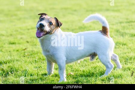 Happy smiling Jack Russell Terrier pet dog standing on green grass lawn on hot sunny summer day Stock Photo