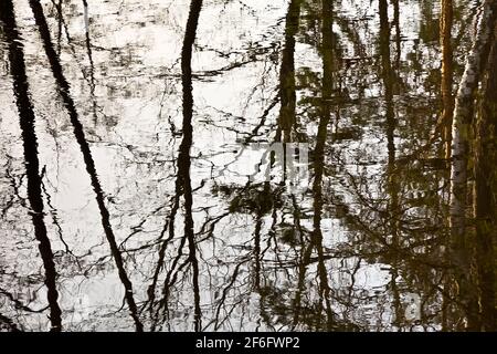 Reflection of trees in flowing water Stock Photo