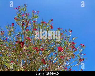 Red Nerium oleander shrub (small tree) on bright blue sky background. Subfamily Apocynoideae of the dogbane family Apocynaceae, landscaping plant Stock Photo