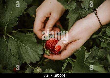 Woman picking fresh red strawberries on organic strawberry farm field. Strawberries harvest. Agriculture and ecological fruit farming concept Stock Photo