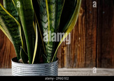 Close up of sansevieria trifasciata prain or snake plant in metallic flower pot isolated on rustic wooden background. Interior decoration with housepl Stock Photo