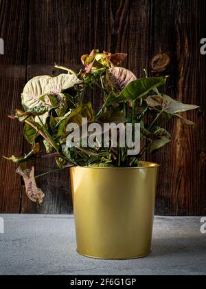 Syngonium Maria (Syngonium podophyllum) plant in golden flower pot on dark rustic wooden background. Houseplant care, home decoration Stock Photo