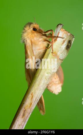 Female ghost moth, Hepialus humuli Stock Photo