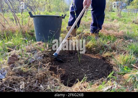 spring work in the garden: a man hoels a freshly planted blueberry plant to mulch it Stock Photo