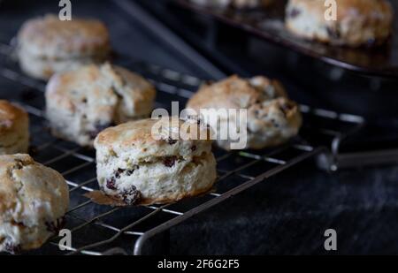 Freshly baked fruit scones on a cooling rack. Stock Photo