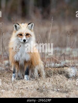 Red unique fox close-up profile view, sitting and looking at you in the spring season in its environment and habitat with blur background. Fox Image Stock Photo