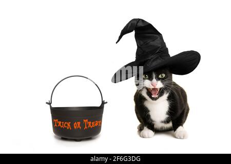 Black and white cat with witch hat and a cauldron asking for trick or treat during halloween, isolated on a white background Stock Photo