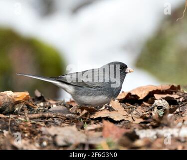 Junco female bird standing on brown leaves feeding with a blur background and enjoying its environment and habitat in the forest. Image. Picture. Stock Photo