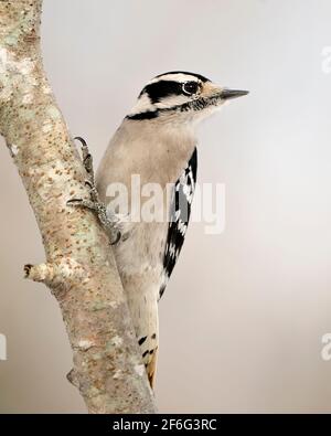 Woodpecker female close-up profile view climbing tree branch and displaying feather plumage in its environment in the forest with a blur background. Stock Photo