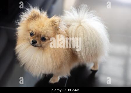 Portrait of small fluffy decorative Pomeranian Spitz with funny face, creamy beige color stands on shiny glossy black floor, on daytime. Concept life Stock Photo
