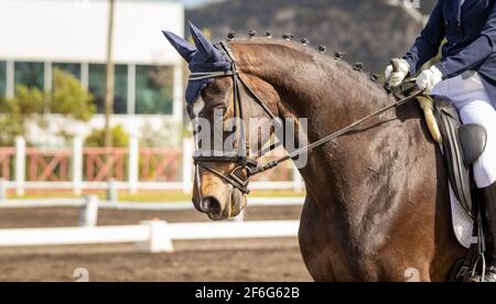 Dressage competition, horse riding in arena outdoors, show. Stock Photo